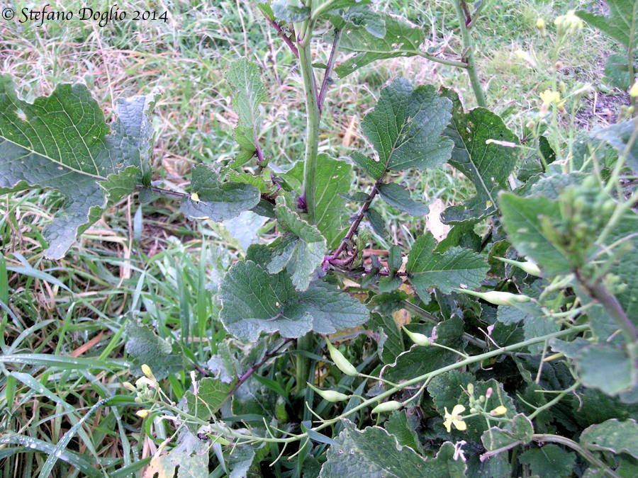 Diplotaxis erucoides & Raphanus raphanistrum